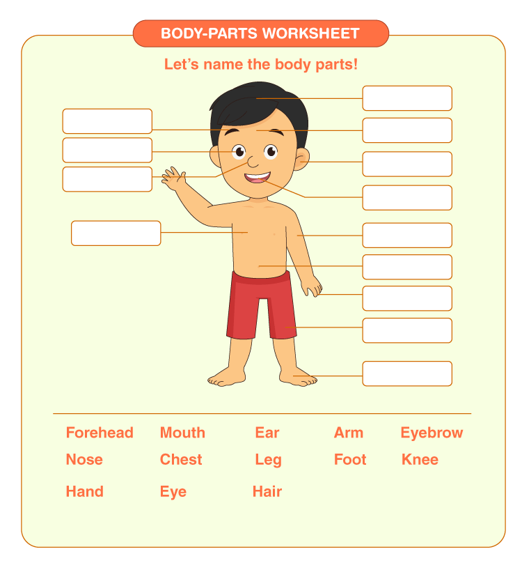 Body Parts Worksheets For Kindergarten