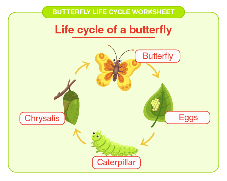 Printable Life Cycle Of A Butterfly