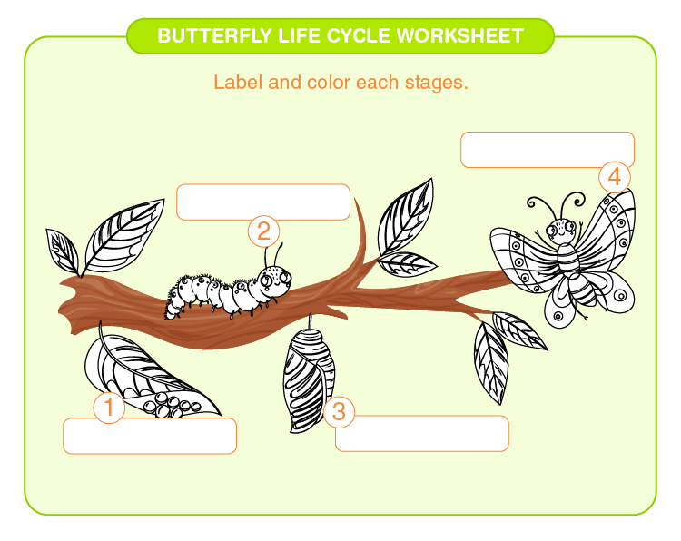 life cycle of a butterfly worksheet 2nd grade