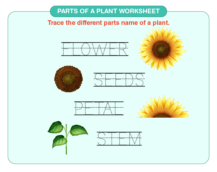 Parts Of A Plant Worksheet Download Free Printables For Kids vlr eng br