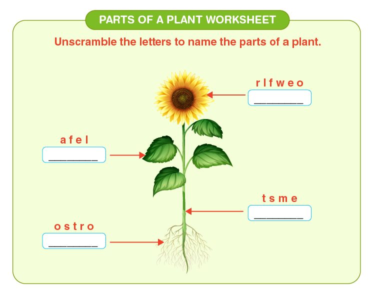 parts of a plant worksheet download free printables for kids