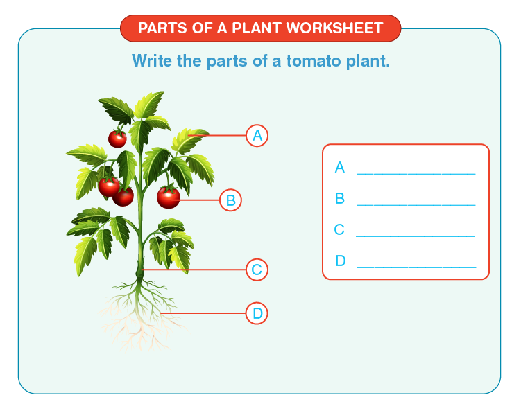 parts of a plant worksheet download free printables for kids